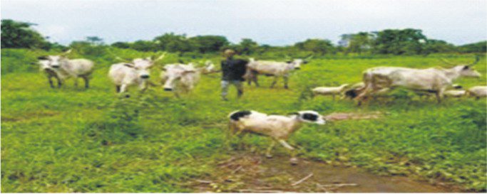 Herder arraigned for open grazing in Ondo